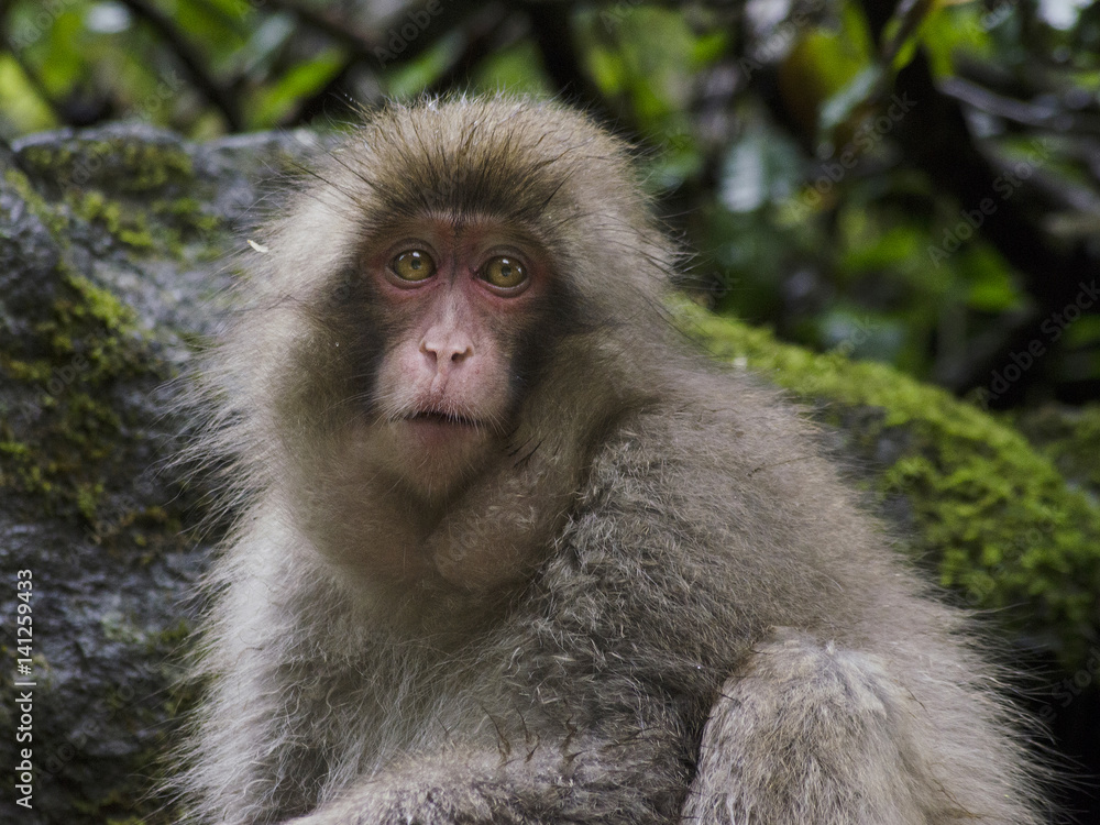 Snow monkeys at Yamanouchi, Japan Snow monkeys at Yamanouchi, Japan