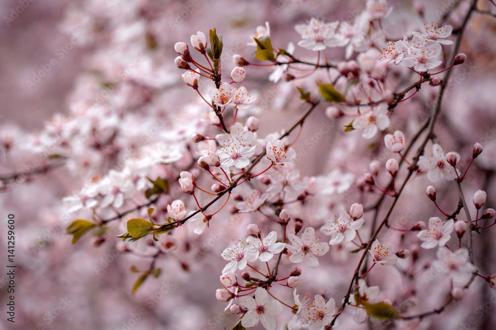 White sakura flower blossoming as natural background on blurred backdrop White sakura flower blossoming as natural background on blurred backdrop
