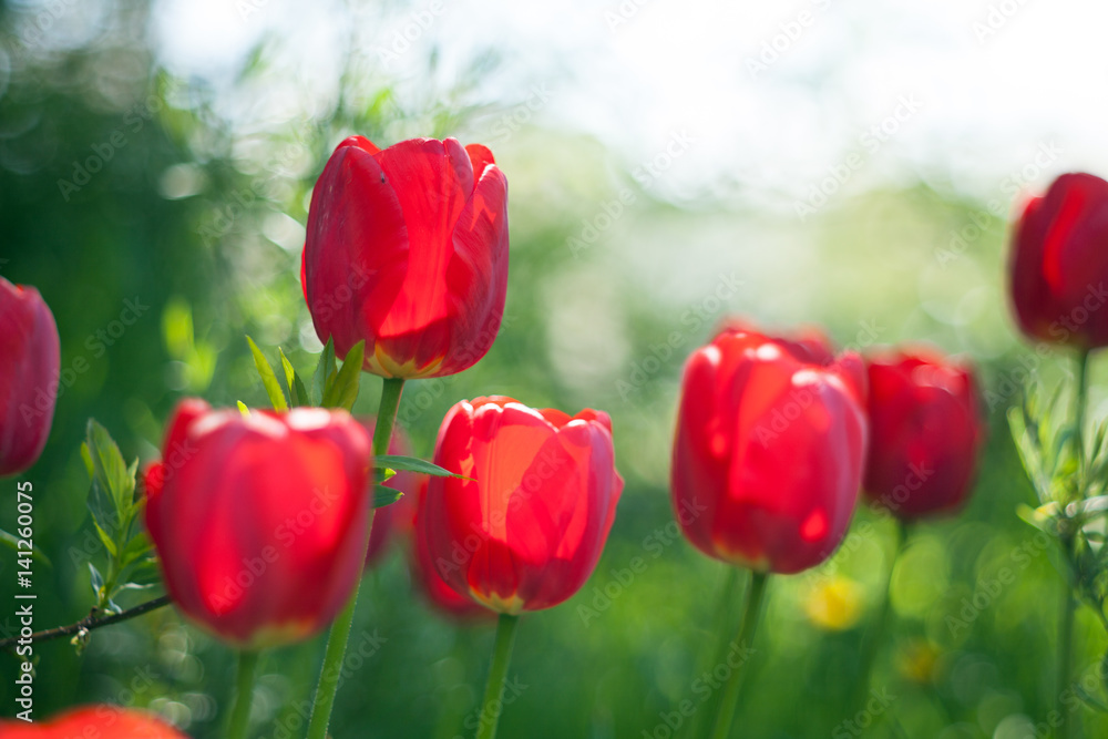 Red tulips,on blur background. One flower in focus area. Red tulips,on blur background. One flower in focus area.