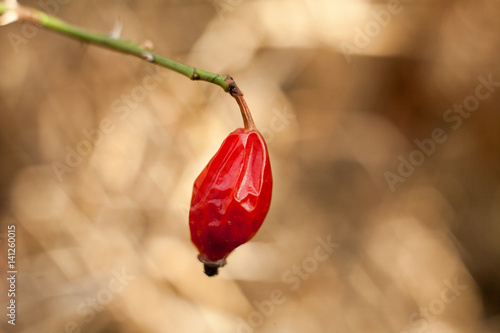 One red Rosehip. Dried on the bush spring season.