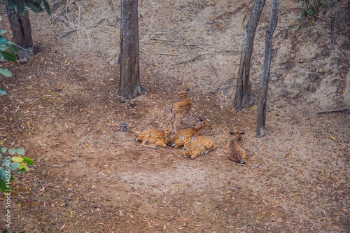 Deer in the summer in the forest photo