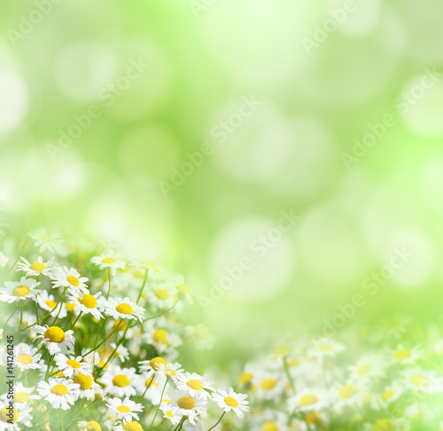 Summer natural background with beautiful daisies in sunlight.