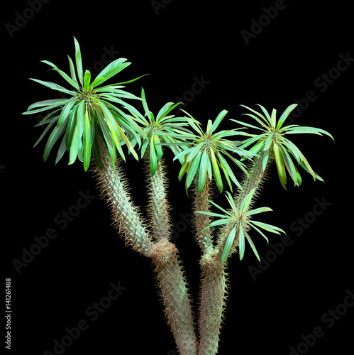 Succulent pahipodium isolated on a black background. House plant spurge. photo