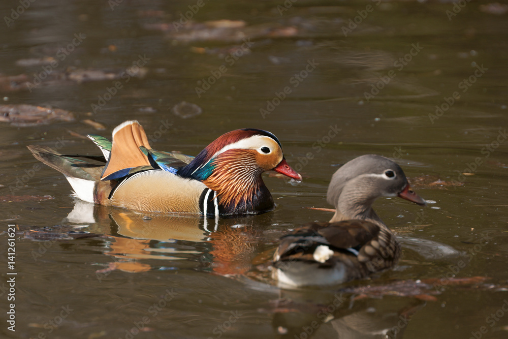Mandarin duck (Aix galericulata), male and female Mandarin duck (Aix galericulata), male and female