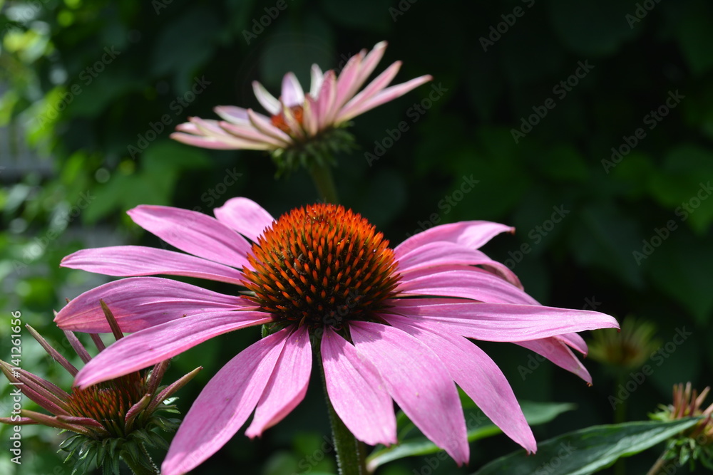 Obraz premium flower