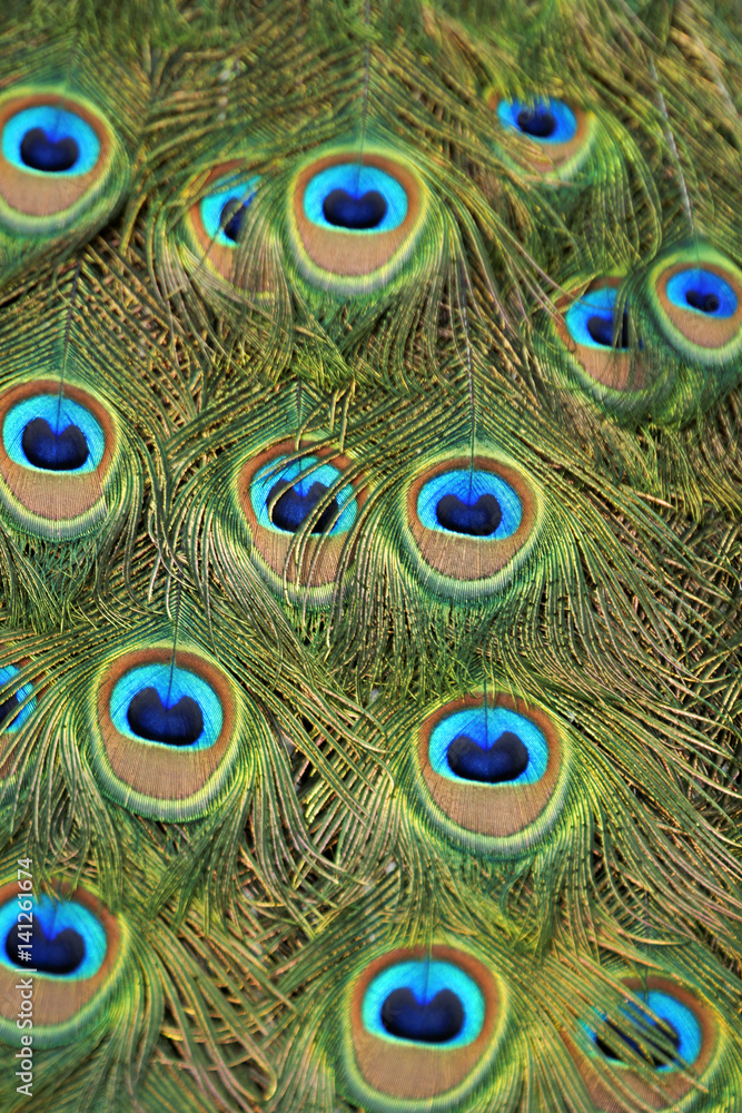 Fototapeta premium Peacock, feathers as a background