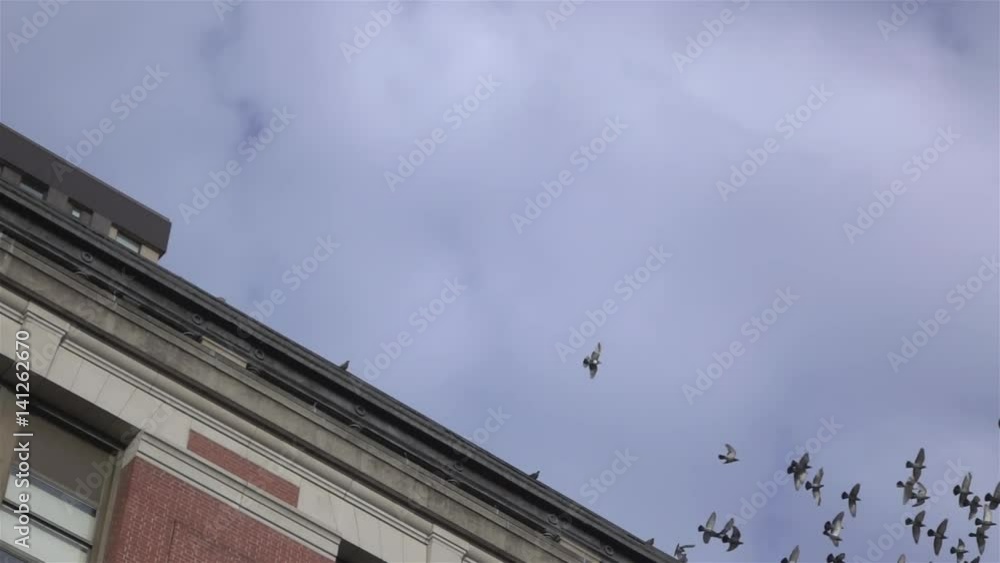 Flock of birds captured in slow motion leaving top of rooftop in city.
Flock of birds captured in slow motion leaving top of rooftop in city.