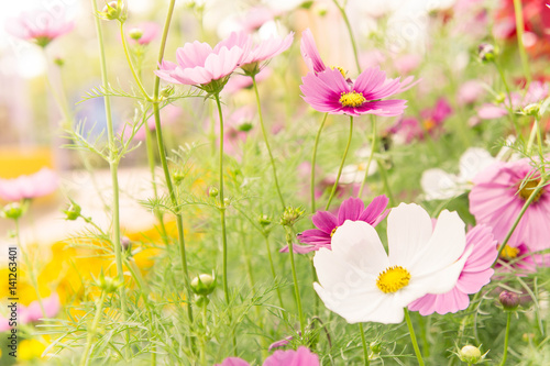 pink flowers in the garden , cosmos beautiful flowers sunlight in the morning pastel style vintage