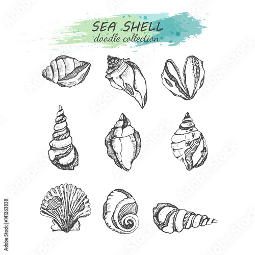 Sea shell collection