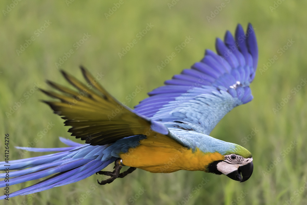 beautiful blue and gold macaw flying freedom in rice field