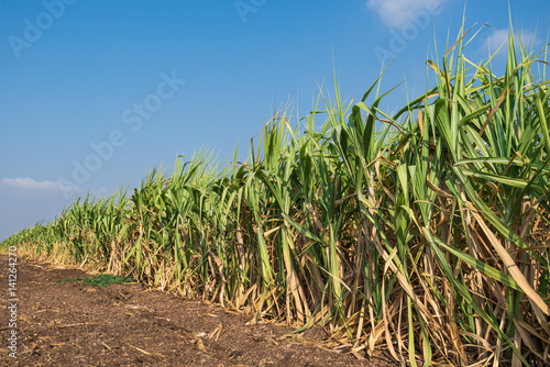 sugarcane field with blue sky