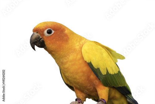 beautiful bird on white background, clipping path