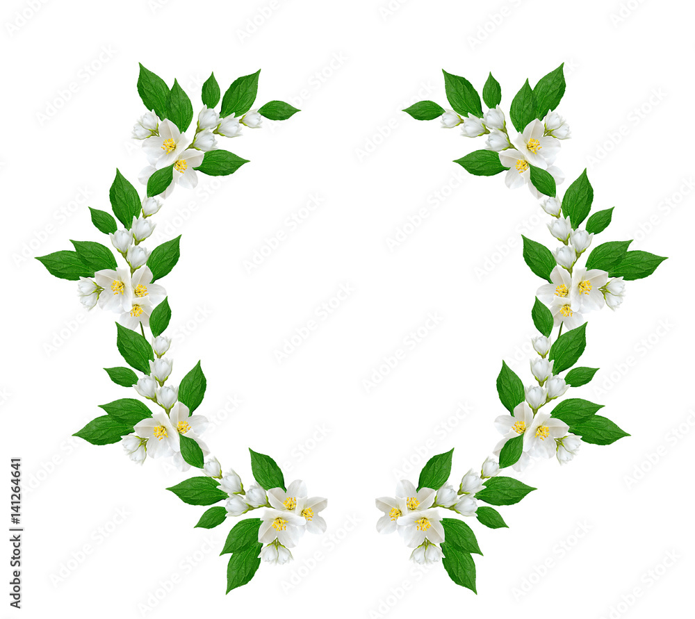 Fototapeta premium branch of jasmine flowers isolated on white background