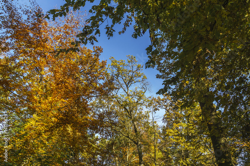 Herbstlicher Wald in Ostfildern