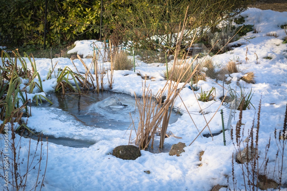 Gartenteich, im Winter StockFoto Adobe Stock