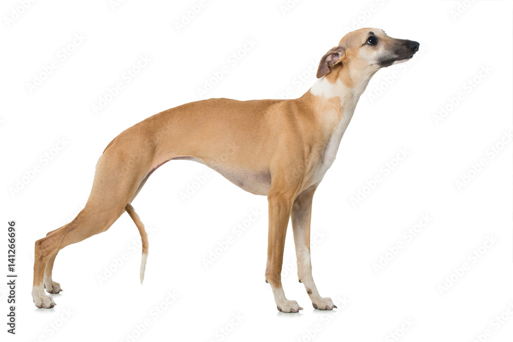 Whippet Whippet