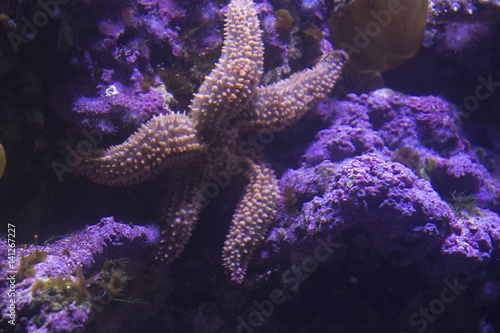 live starfish in acquarium