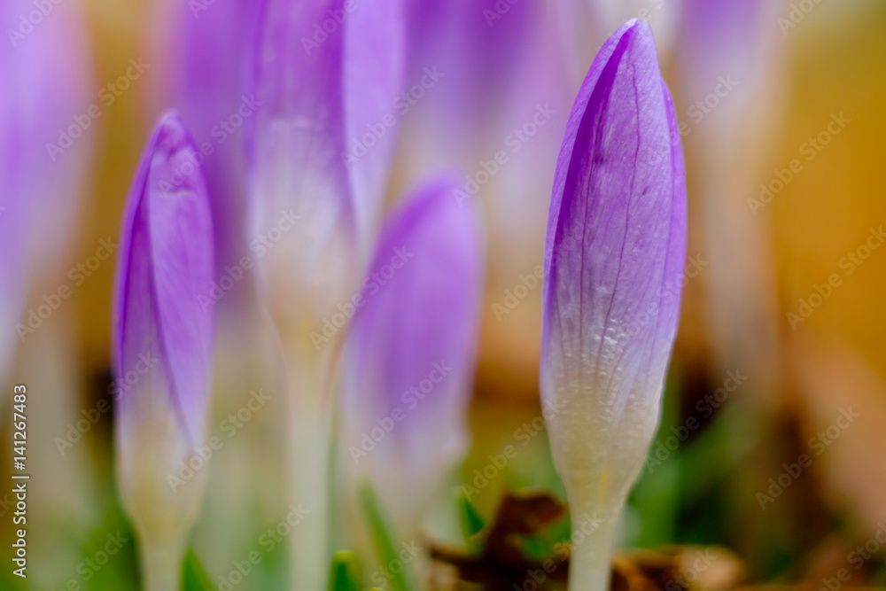 Crocus Frühlingsboten Crocus Frühlingsboten
