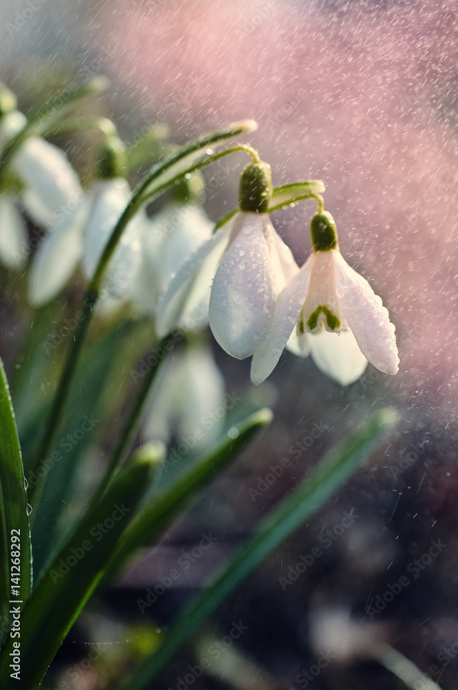 Snowdrops in the garden of spring rain Snowdrops in the garden of spring rain