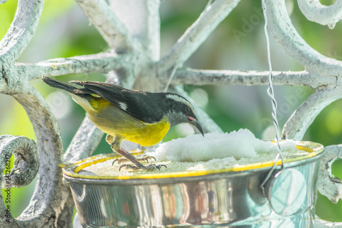 Bananaquit - Coereba flaveola photo