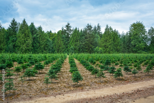 Photos Planting stock of pine trees at the road