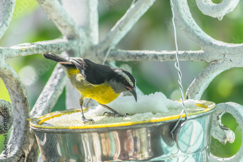 Bananaquit - Coereba flaveola photo