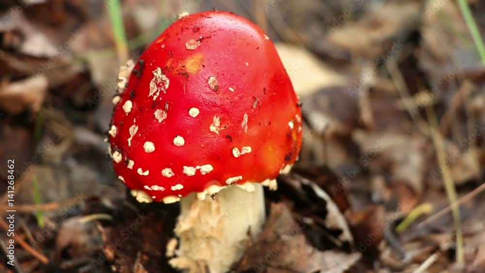 The danger red mushroom fly agaric Amanita muscaria in the woodland. Panning. Close up. The danger red mushroom fly agaric Amanita muscaria in the woodland. Panning. Close up.