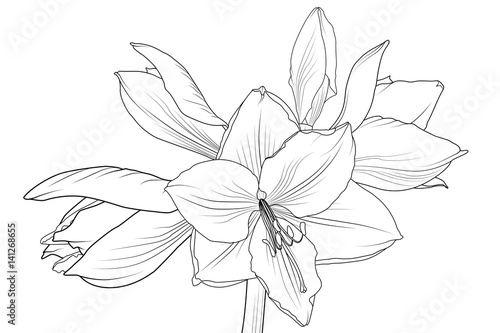 Lilly amaryllis hippeastrum blooming flower object isolated. Black and white outline sketch hand drawing. Detailed vector design illustration. photo