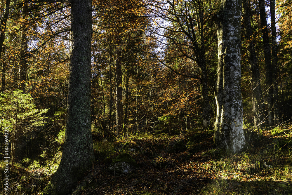 scene of an alpine forest in autumn