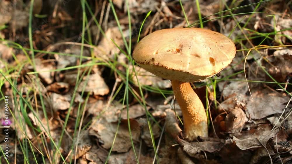 An edible single bolete old mushroom Leccinum scabrum grows in the forest. An edible single bolete old mushroom Leccinum scabrum grows in the forest.
