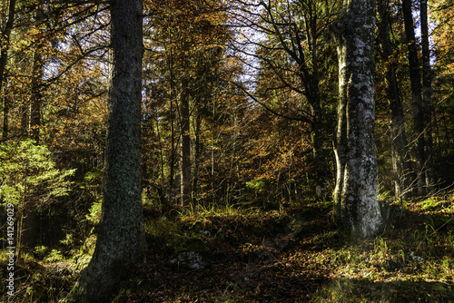 scene of an alpine forest in autumn