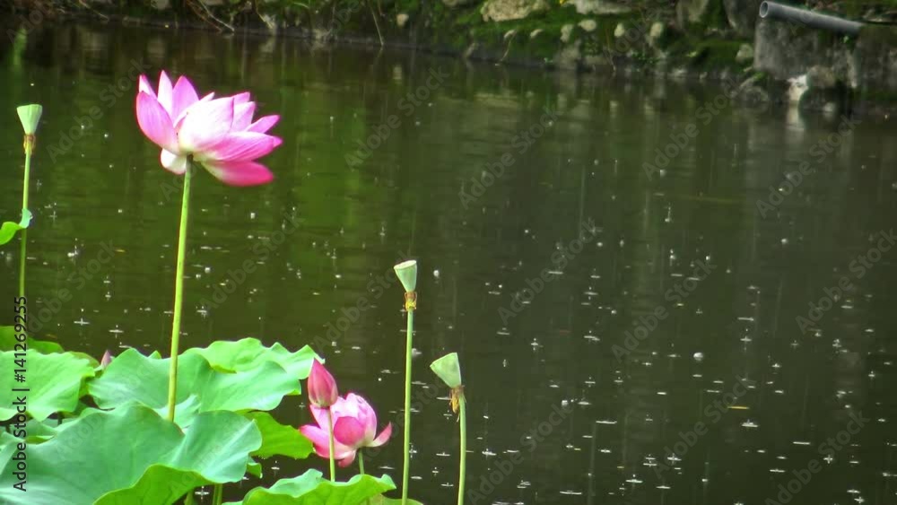 4K Pink Flower Of A Lotus In A Pond Chung-shan Park, in a raining day at the Sun Yat-sen Memorial Hall in Taipei, Taiwan. -Dan 4K Pink Flower Of A Lotus In A Pond Chung-shan Park, in a raining day at the Sun Yat-sen Memorial Hall in Taipei, Taiwan. -Dan