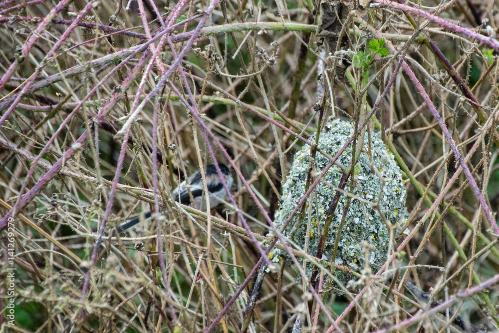 Completed nest of the long-tailed tit as one bird is hidden amongst the bramble twigs
