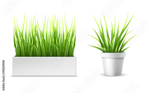 Fresh green grass in a rectangular and round pot. Element of home decor. The symbol of growth and ecology. Vector isolated illustration.