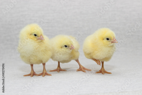 three funny chicks isolated on light background, easter