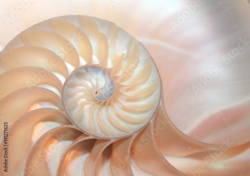nautilus shell section background symmetry Fibonacci half cross section spiral shell golden ratio number sequence copy space stock photo photograph