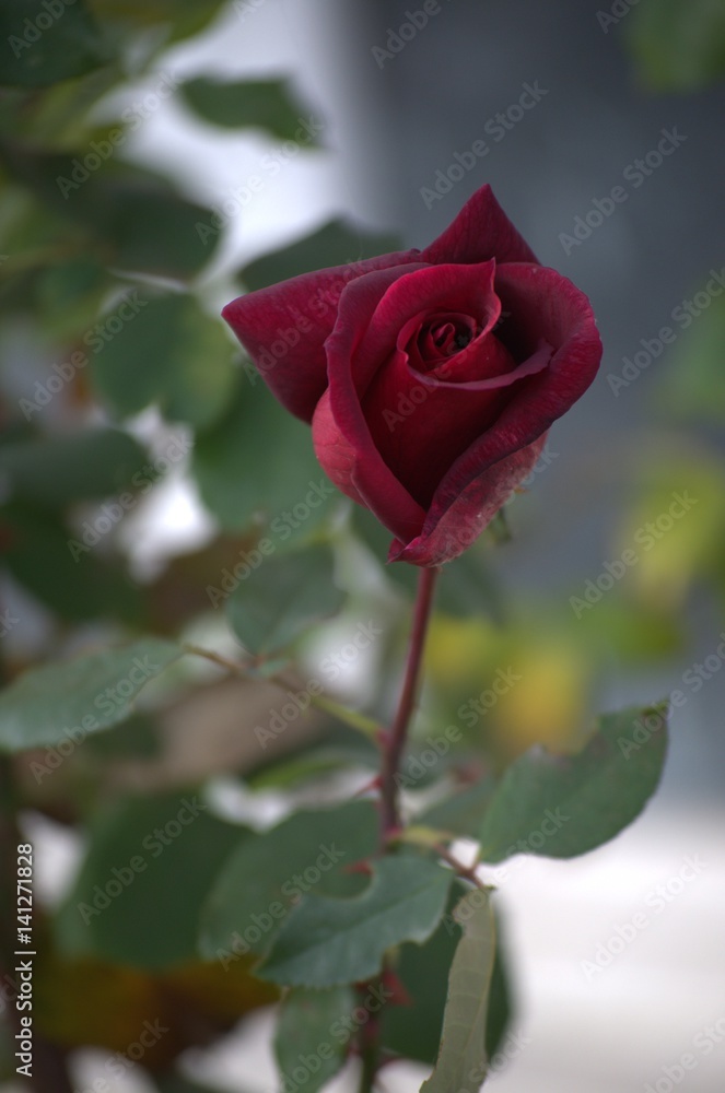Fototapeta premium Roses