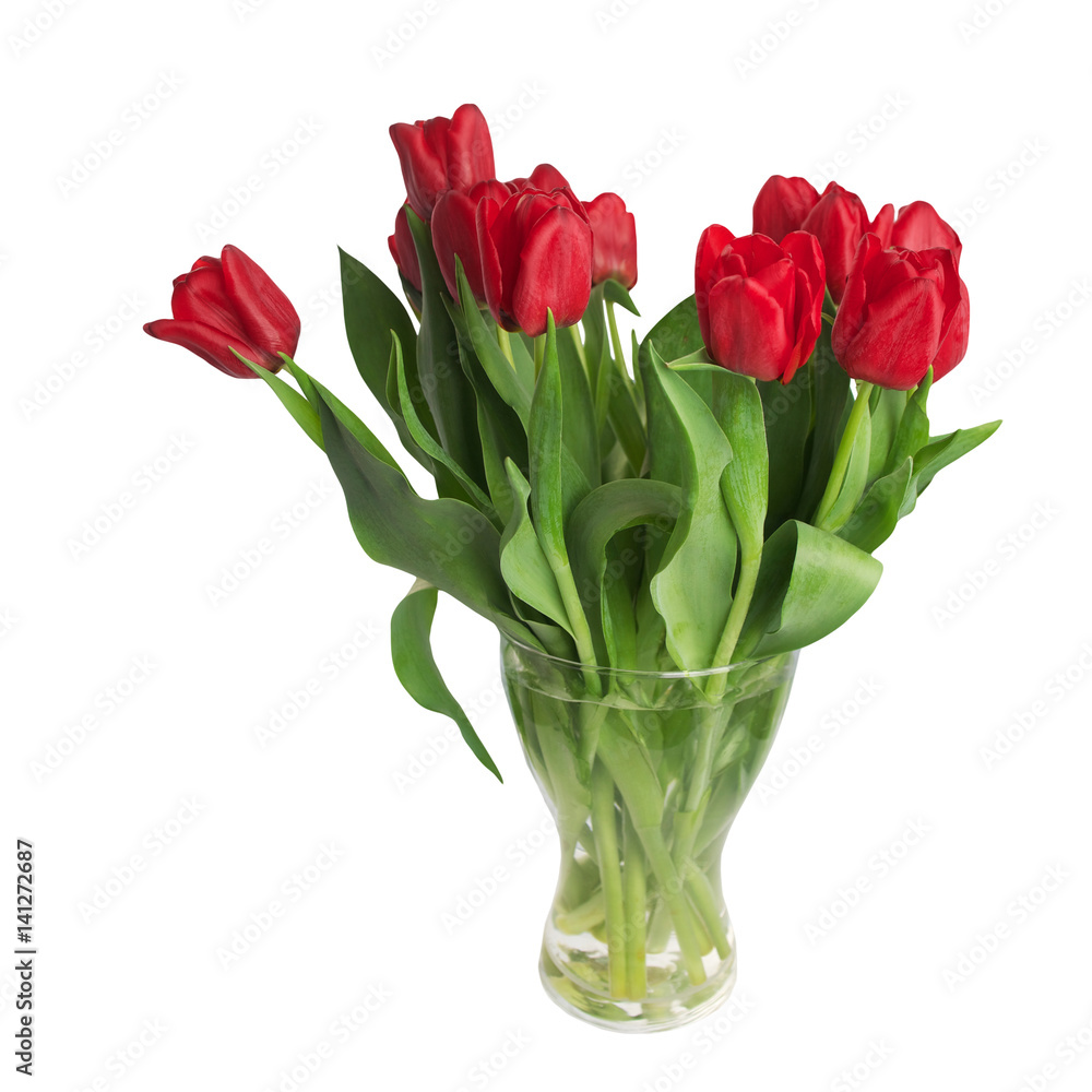 Red tulips flower isolated on white background. Red tulips flower isolated on white background.