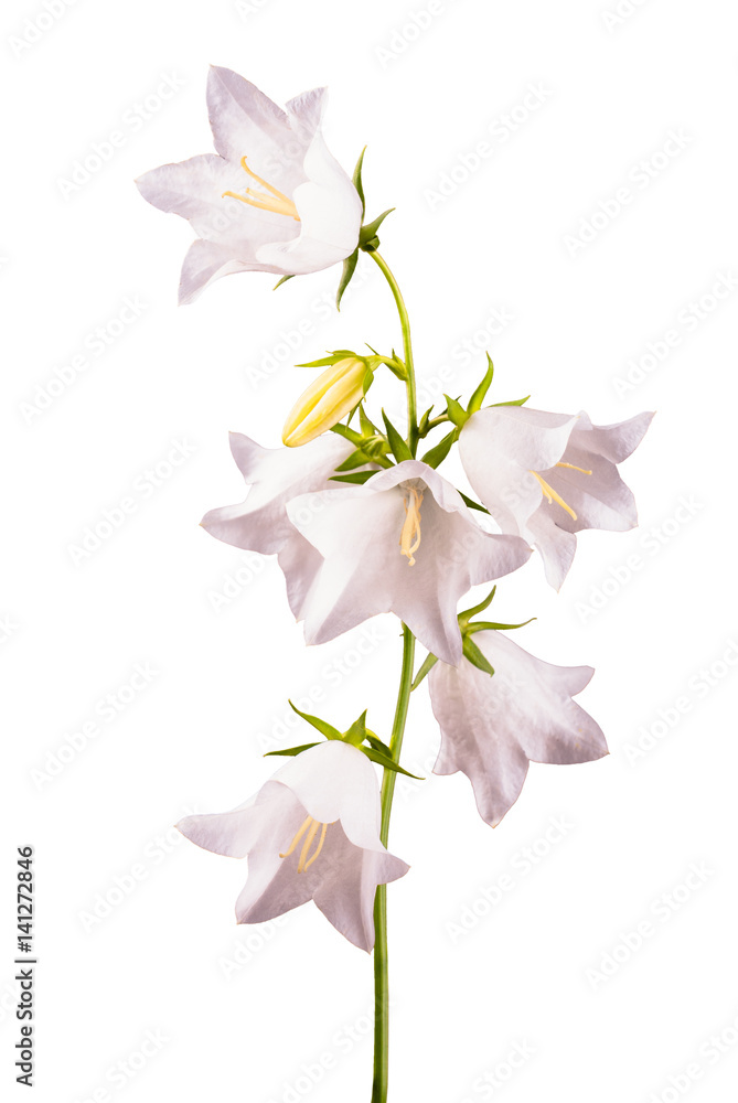 White bell flower_3