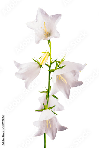 White bell flower_6