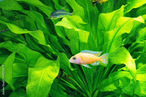 Planted aquarium with fish 