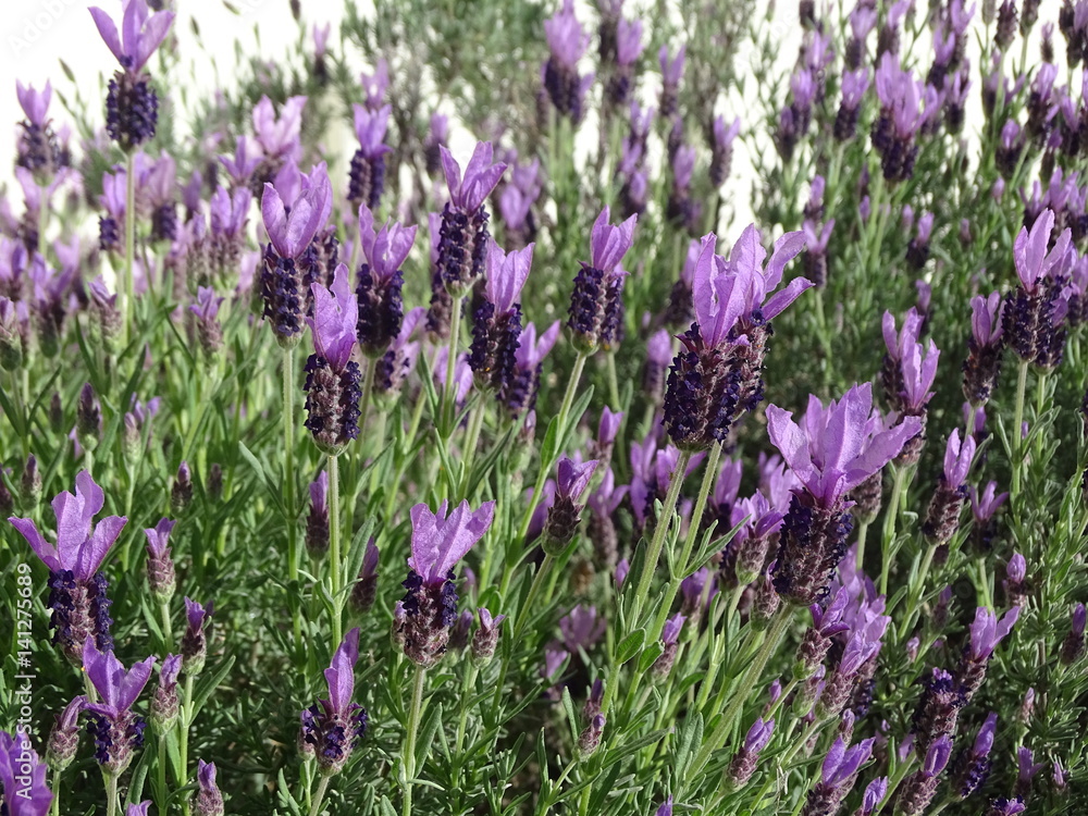Fototapeta premium purple lavender blooming in the spring