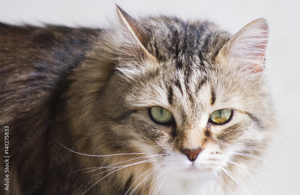 pretty brown cat of siberian breed in the garden, feline face pretty brown cat of siberian breed in the garden, feline face
