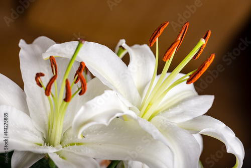 closeup of beautiful white flowers with blur background