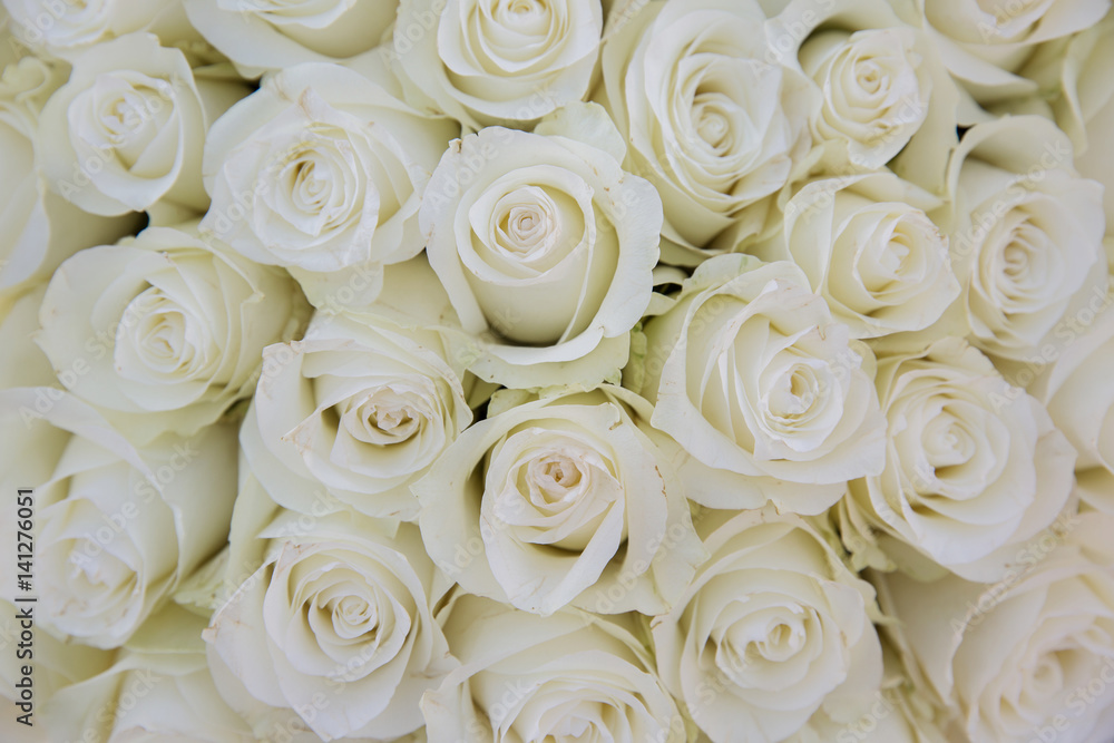 Obraz premium Bright creame roses background