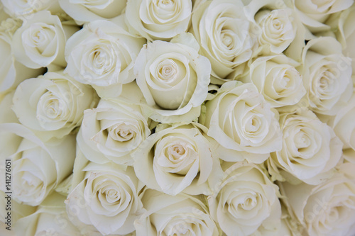 Bright creame roses background