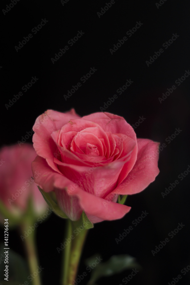 Fototapeta premium Roses on black background