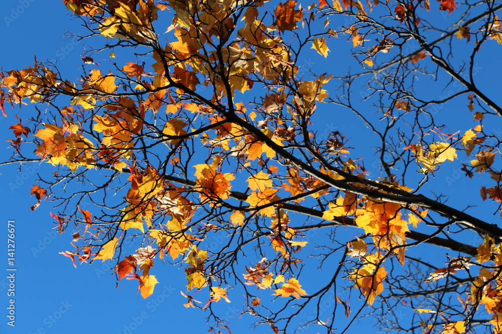 Fall Colours Fall Colours