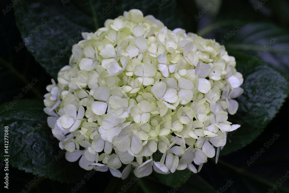 White Hydrangea flower cluster, Penzance, Cornwall, UK. White Hydrangea flower cluster, Penzance, Cornwall, UK.