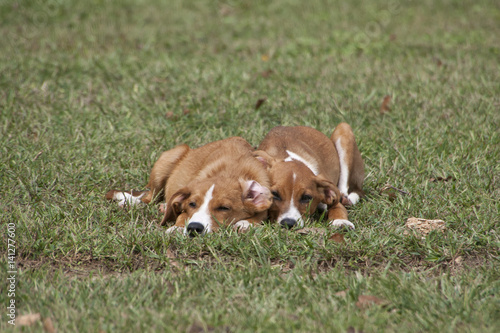 Adorable brown puppies laying in green meadow.